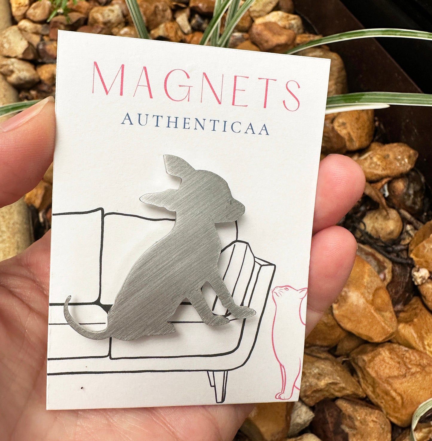 chihuahua dog sitting , magnet made of stainless steel and a strong magnet. Placed on an illustrated card